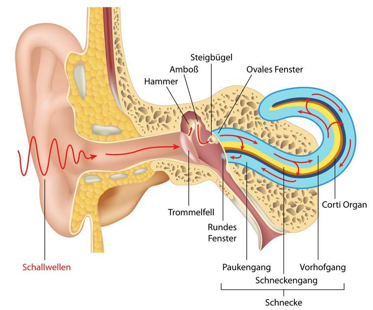 Anatomische Grafik des Ohrs