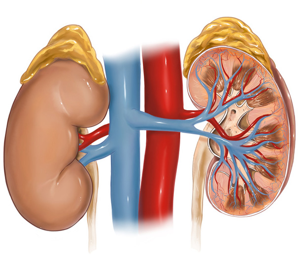 Grafische Darstellung der Nieren